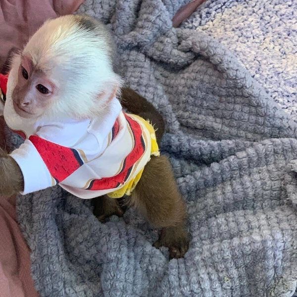 Macaque Monkeys for Adoption, Marmoset